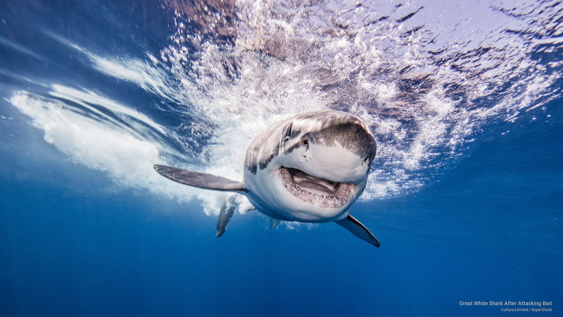 shark, Ocean Life, 2K, bait, attacking, white, great