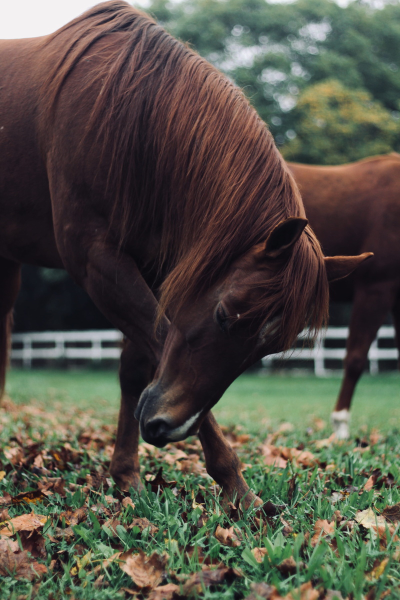 land, field, united states, nature, brown, vintage, rustic, animal wildlife, plant, vertebrate, grazing, day, livestock, natural, old, wild, animal themes