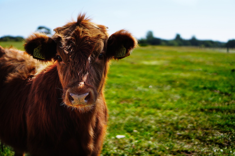 curious, 5K, land, rural life, heifer, animal head, herbivorous, green, portrait, calf, mammal, agriculture, pasture, one animal, domestic animals, plant