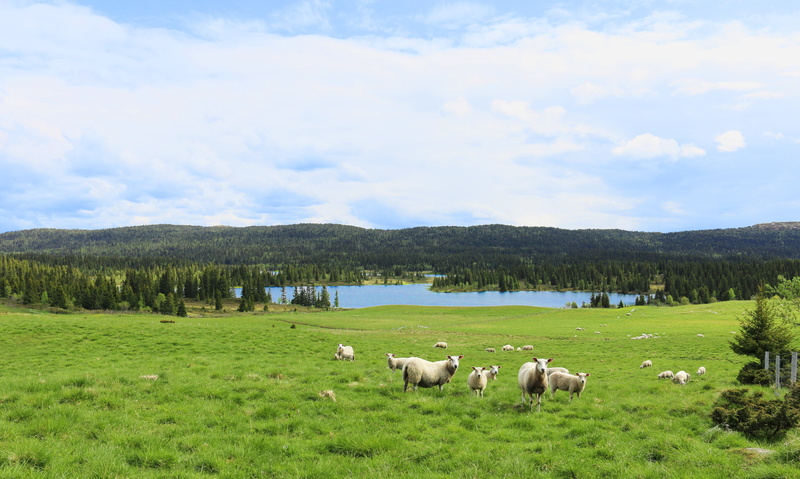 nature, 4K, landscape, beauty in nature, horizon, norway, wool, mountain, water, blue, summer, norwegian ackn, bait, animal, pets, agriculture, mammal