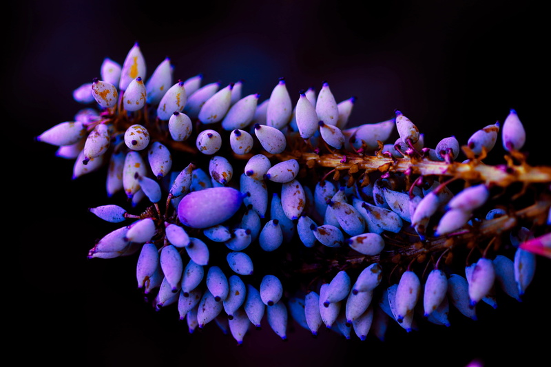 marine, animals in the wild, nature, black background, water, animal wildlife, 4K, sea, tank, sea life, one animal, plants 4k  for mac desktop, undersea
