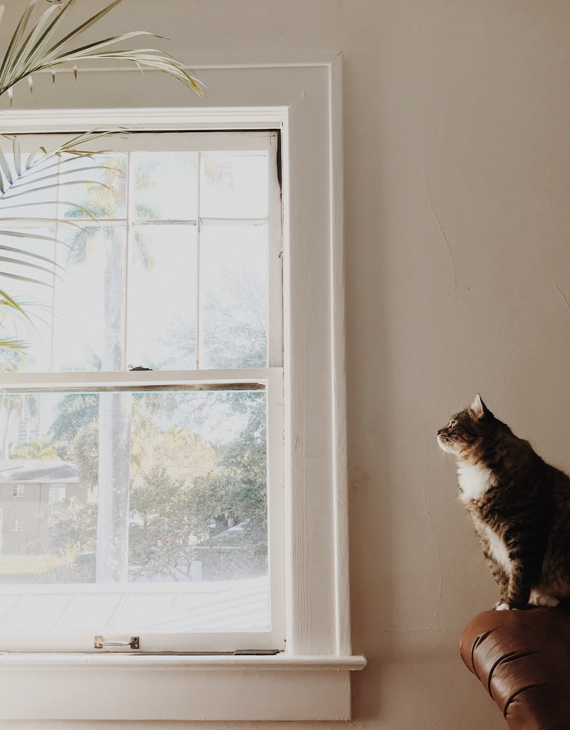 near, mammal, fur, feline, no people, brown, glass - material, tabby, sofa, day, vertebrate, light, 4K, window sill, white, looking, domestic cat, pets