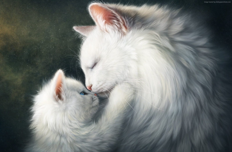 cats, love image, HD, 1080P