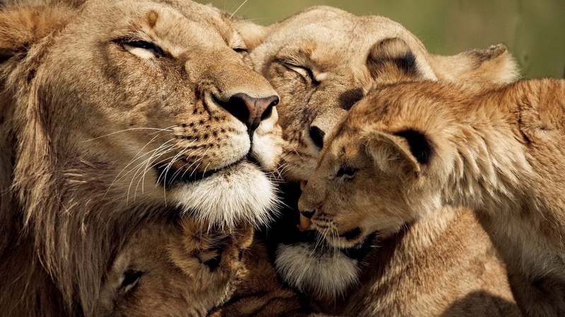 lion family image, whisker, mammal, cub, animal head, young animal, 2K, lioness, animal, safari, lion - feline, cat, group of animals, animals in the wild