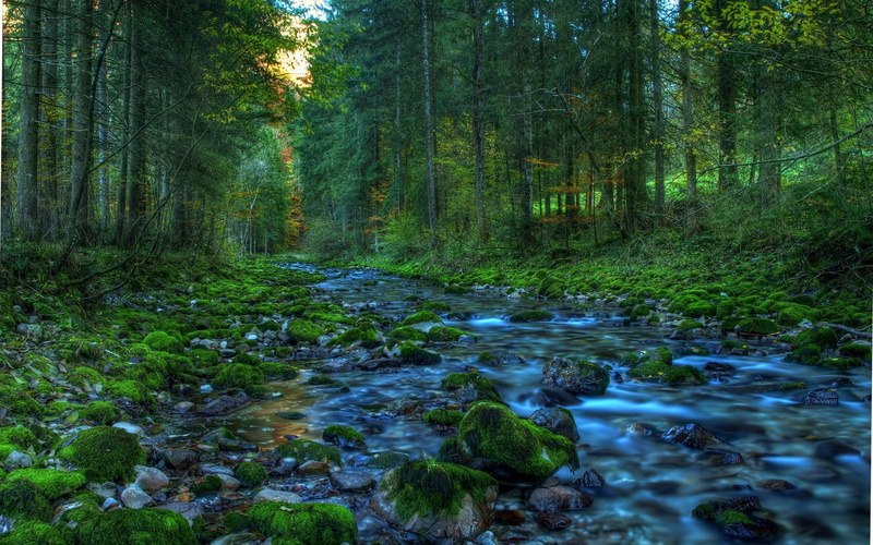 plant, green color, land, pc backgrounds hd nature  1920x1200, flowing water, day, nature, beauty in nature, no people, flowing, stream - flowing water