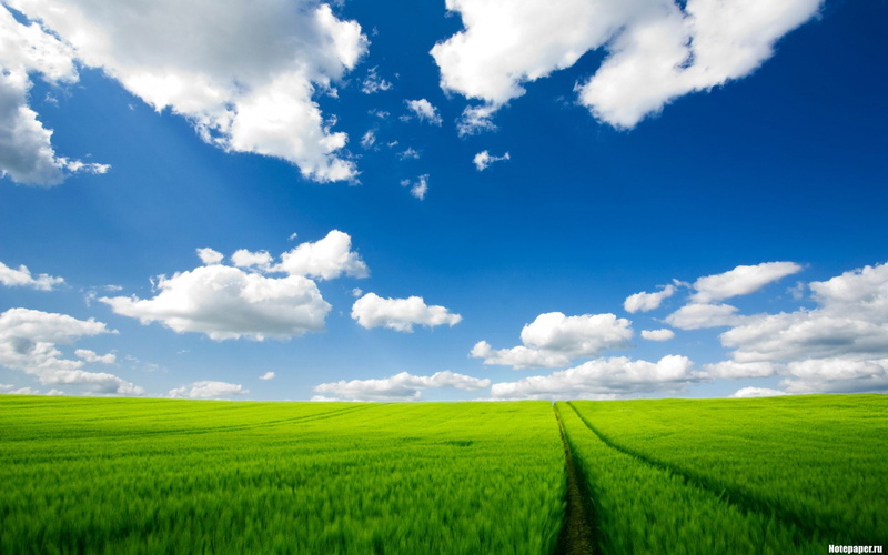 growth, computer  desktop background hd nature pics 1920x1200, environment, tranquility, farm, rural scene, sky, landscape, no people, plantation, outdoors