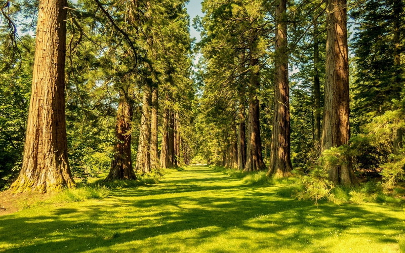 computer desktop backgrounds hd nature 1920x1200, woodland, green color, tree trunk, 1080P, beauty in nature, tree, no people, nature, tranquil scene
