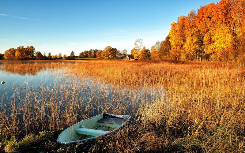 lake, non-urban scene, tree, change, water, nature, sky, autumn, tranquility, idyllic, grass, day, outdoors, tranquil scene, beauty in nature, 1080P, growth