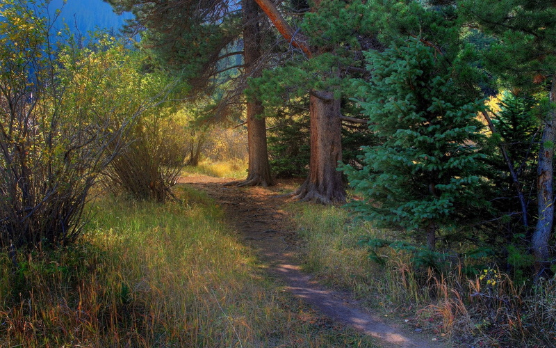 plant, road, non-urban scene, forest, growth, woodland, trail, trunk, footpath, outdoors, tranquil scene, no people, computer  desktop background hd nature images 1920x1200
