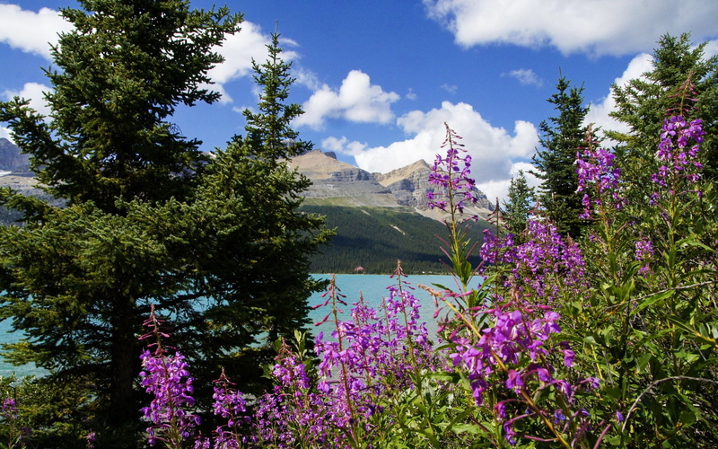 scenics - nature, landscape, nature, growth, flower, tranquility, tranquil scene, day, computer desktop backgrounds hd nature 1920x1200, purple, no people