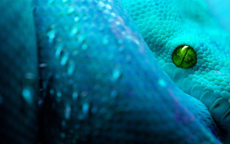 untitled, swimming, digital art, underwater, water, one animal, animal wildlife, no people, reptiles, animal eye, animal scale, marine, animal themes, undersea