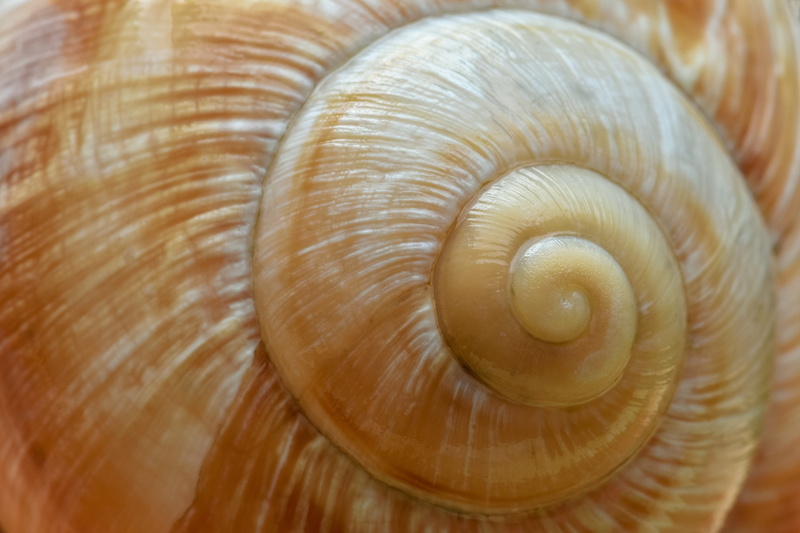 close-up, 4K, full frame, animals in the wild, casing, animal themes, extreme close-up, gastropod, beauty in nature, animal, natural pattern, animal wildlife
