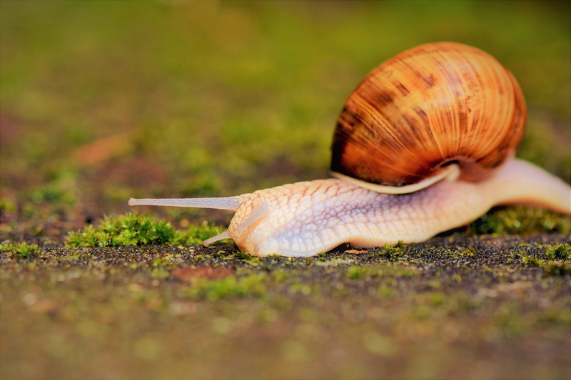 snail, mucus, selective, animals in the wild, slowly, animal shell, mollusk, no people, crawl, probe, surface level, focus, animal themes, photography