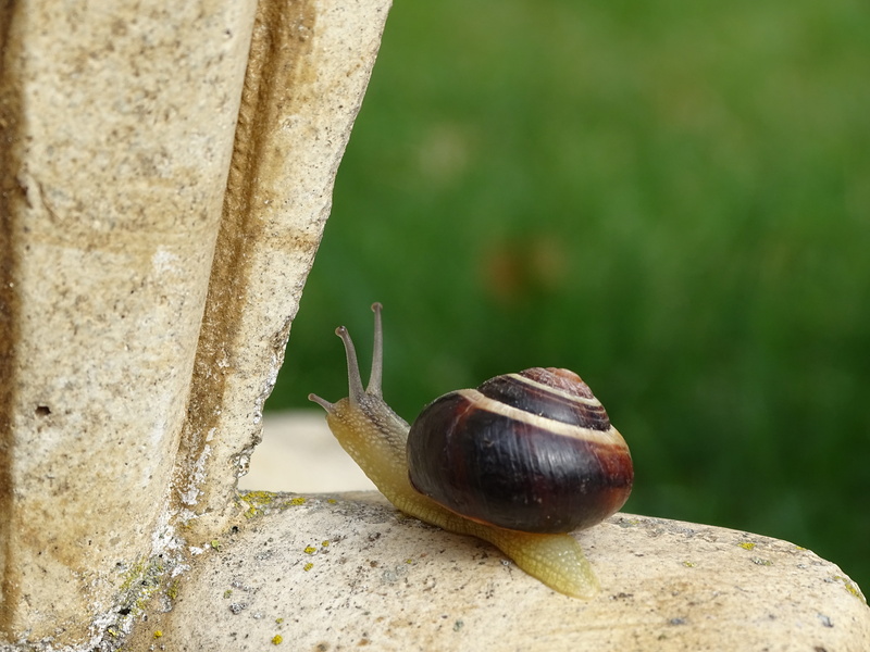 spiral, rock, close-up, slowly, day, invertebrate, no people, crawl, focus on foreground, gastropod, probe, animal wildlife, shell, mollusk, rock - object