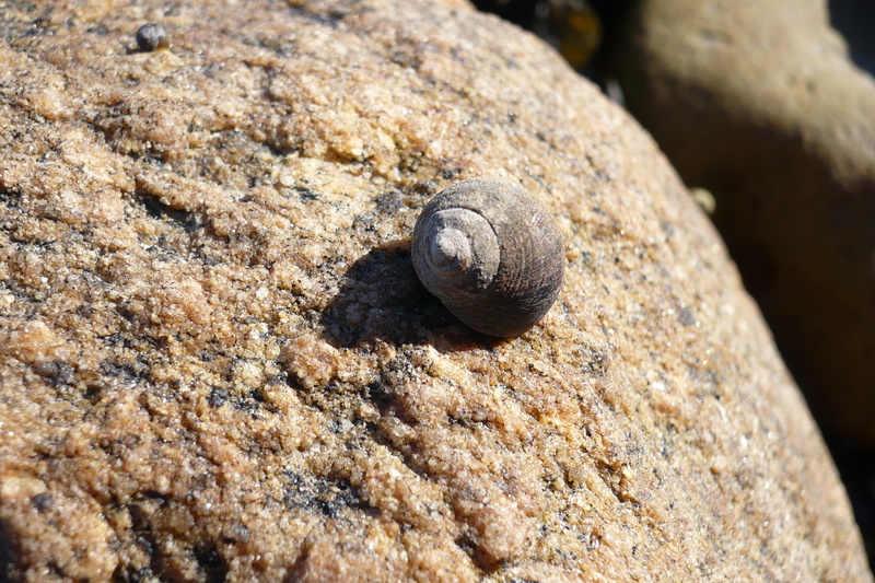 one animal, summer, marine, solid, animal, close up, close-up, animal shell, animals in the wild, no people, simply, 2K, nature, snail, casing, animal wildlife
