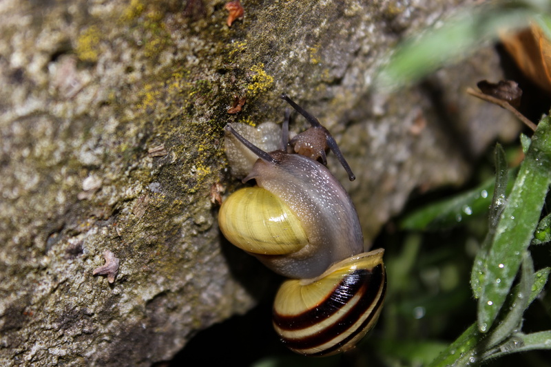animal shell, plant, sweet, raindrop, close up, tape worm, day, slimy, nature, drip, animal world, no people, one animal, creature, 5K, animals in the wild