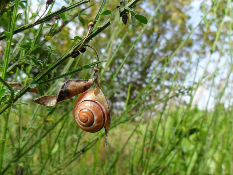 tree, growth, 1080P, cool, animal themes, house, green color, spiral, plant part, plant, cozy, animal, no people, snail shell, house snail, break, walk