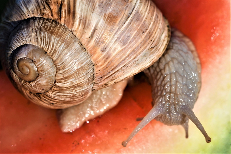 casing, no people, crawl, animal antenna, probe, animals in the wild, slimy, macro, animal, 2K, shell, spiral, invertebrate, animal themes, animal body part