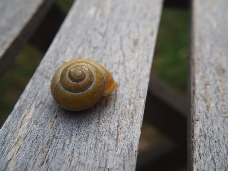 4K, animals, casing, snail shells, mollusk, invertebrate, textured, wood - material, spiral, focus on foreground, outdoors, day, shell, nature, snail shell