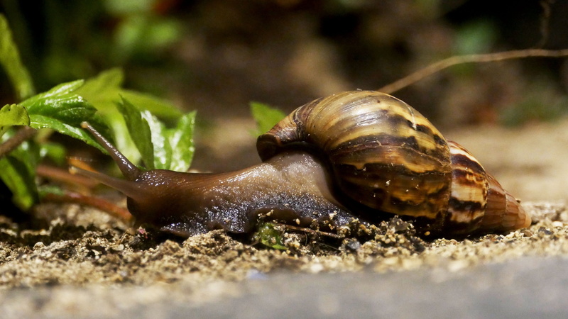 animal, animal themes, close up, one animal, outdoors, animal body part, no people, snail, close-up, selective focus, gastropod, 4K, shell, snail shell