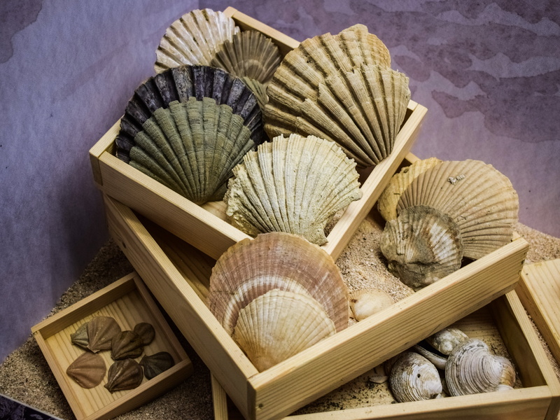 shells, sea, 5K, wood - Material, group of objects, cyprus, close-up, table, for sale, nature, shape, art and craft, basket, collection, environmental museum