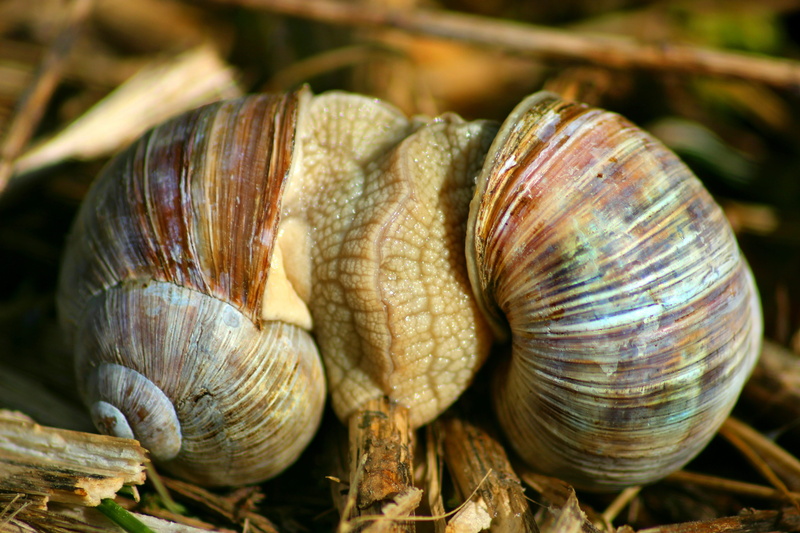 one animal, shell, snail, meadow, no people, snails, day, animals in the wild, animal wildlife, mollusk, casing, nature, mucus, animal world, animal body part