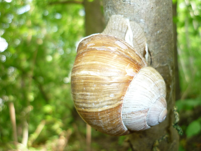 shell, day, animal shell, often in the case of jena, tree, gastropod, animals in the wild, no people, Snail, 1080P, natural pattern, close-up, animal