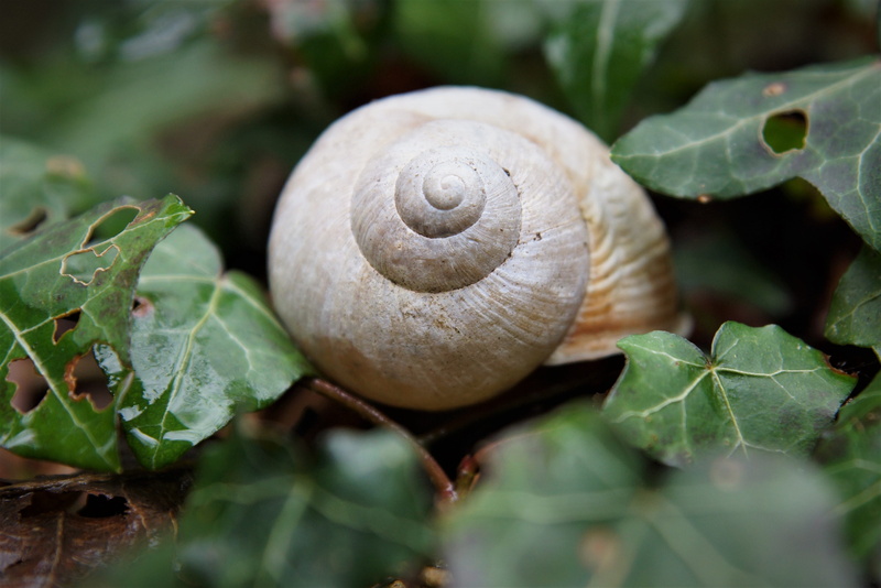 animal wildlife, close-up, animal, animals in the wild, growth, plant part, selective focus, animal shell, spiral, leaf, snail, gastropod, shell, green color