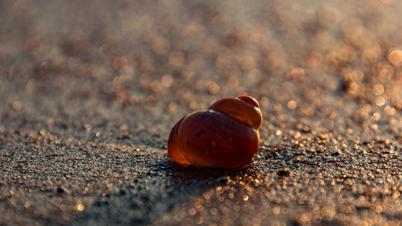 food and drink, no people, land, mollusk, single object, acorn, fruit, slowly, snail shell, casing, 5K, macro, food, wellbeing, shell, nut, nature, close-up