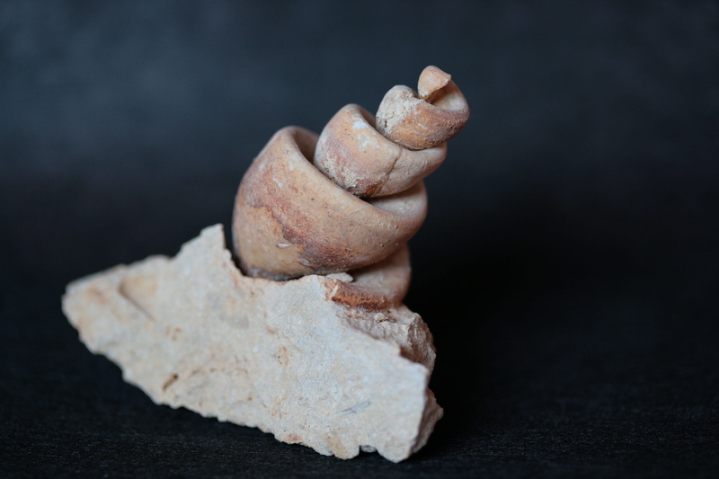 fossil, food and drink, solid, still life, 4K, selective focus, snail, stone, rock - object, food, rock, prehistoric times, textured, rough, temptation