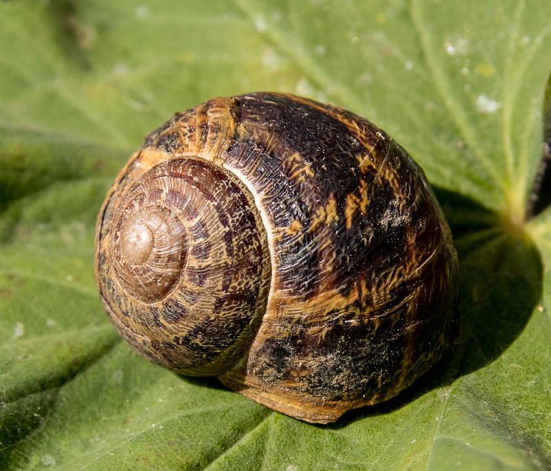 gastropod, one animal, casing, snail shell, snail, day, plant part, mollusk, animal wildlife, reptile, close-up, leaf, animals in the wild, invertebrate