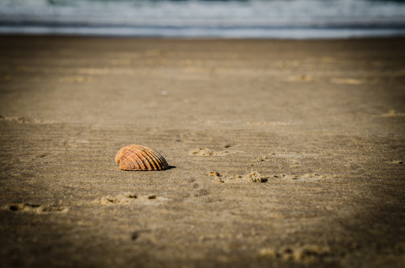 mussels, sand beach, seashell, 4K, animal shell, summer, one animal, shell, day, water, coast, land, close-up, selective focus, nature, no people, animal wildlife