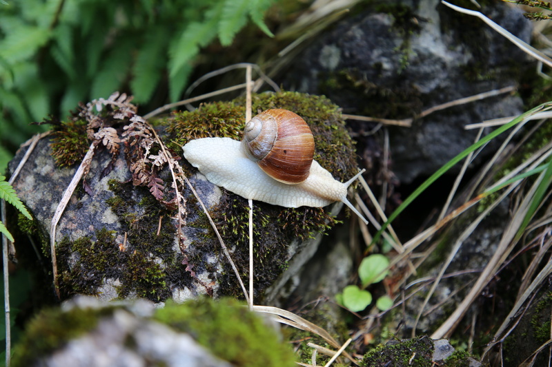 animal wildlife, reptile, mushroom, animal shell, toadstool, gastropod, moss, animal themes, no people, nature, invertebrate, plant, land, outdoors, shell