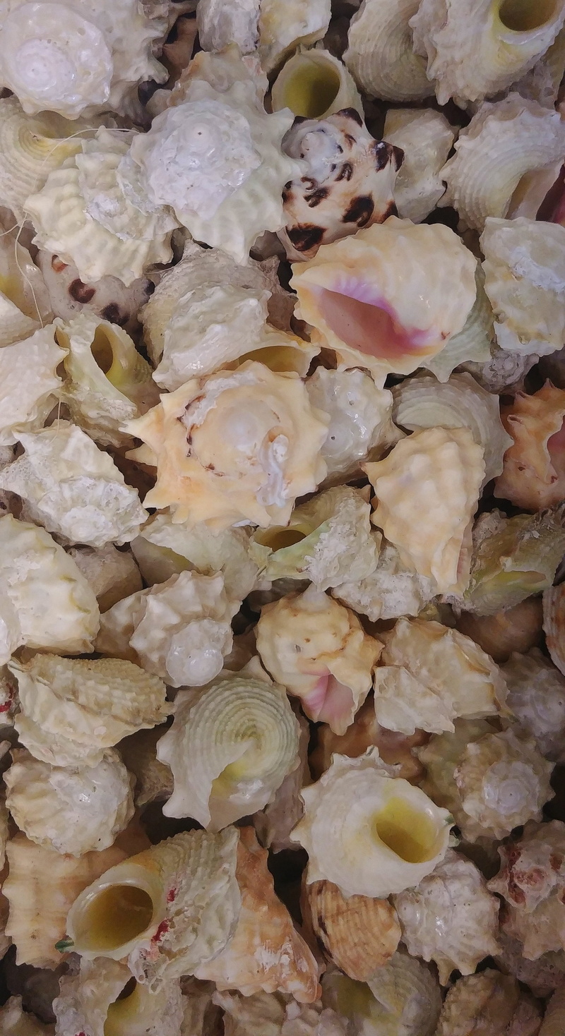 animal, snack, water creature, vulnerability, animal world, beauty in nature, fragility, no people, flower head, casing, lime, food and drink, mussels
