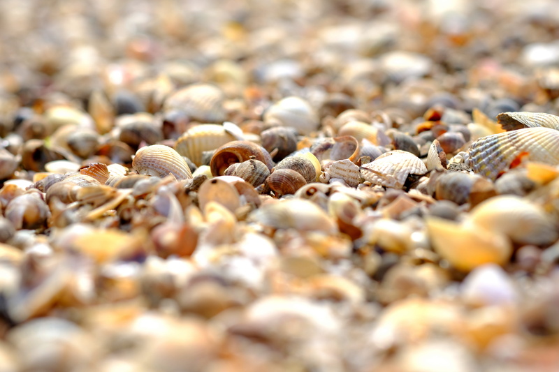 lake, animal shell, animal wildlife, structure, lime, selective focus, close up, no people, casing, surface level, form, animal themes, pattern, nature