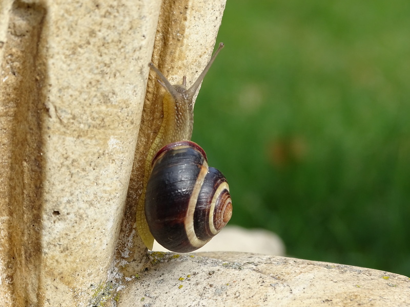 casing, crawl, outdoors, slimy, close-up, crawling, spiral, animal, day, no people, mollusk, 5K, bauchfuessler, animal body part, animal wildlife, animals in the wild
