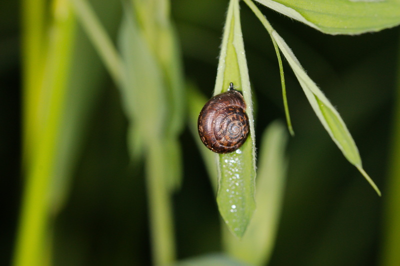nature, gastropod, 5K, small, animal world, housing-auger, animal wildlife, garden, invertebrate, animal, leaf, wet, close up, selective focus, growth