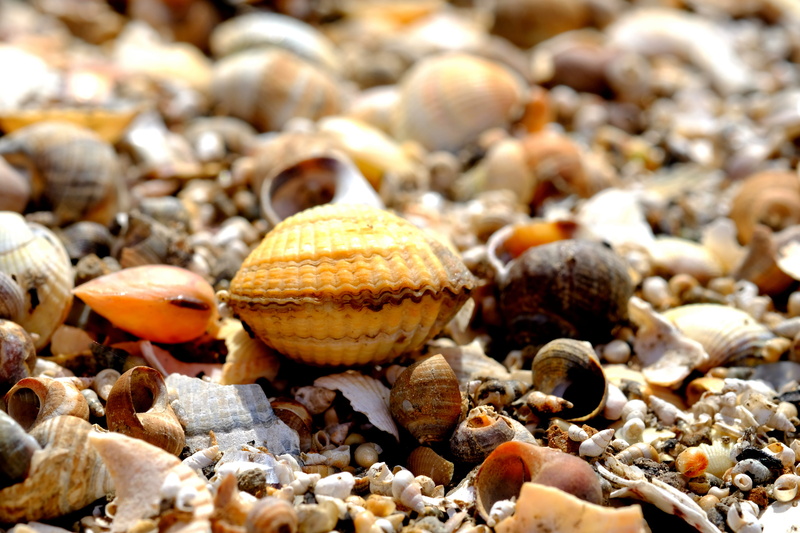 animal shell, mussels, animal wildlife, abundance, backgrounds, shell bank, food, close-up, large group of objects, no people, animal, cockle, form, land