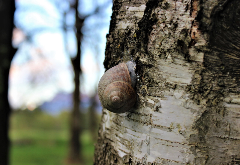 plant, tree trunk, animal shell, hide, shell, tree bark, nature, trunk, plant bark, probe, spring, bark, invertebrate, green, sweet, forest, day, gastropod