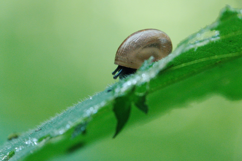 crawl, reptile, shell, macro, one animal, leaf, outdoors, pest, animal world, no people, plant, animals in the wild, nature, shellfish, evertebrat, rain