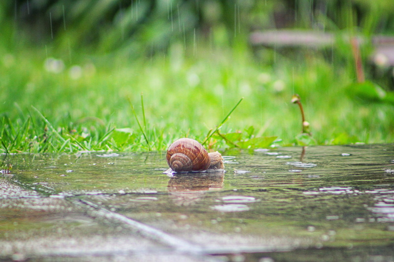 slimy, shell, selective focus, no people, water, outdoors, plant, casing, snail, mollusk, gastropod, nature, wet, rain, boredom, invertebrate, green color