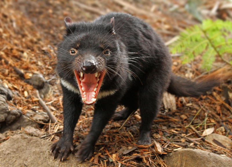 tasmanian, fierce creatures, australia, tansmania, 1080P, devil, animals, tasmanian devil