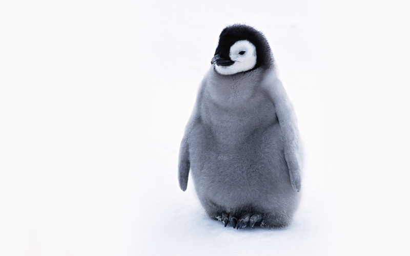 lovely, cute, cute baby penguins, 720P, penguins, baby