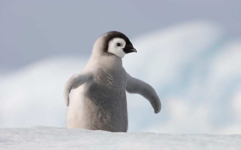 gray, baby, birds, beautiful, 1080P, penguin, cute, animals