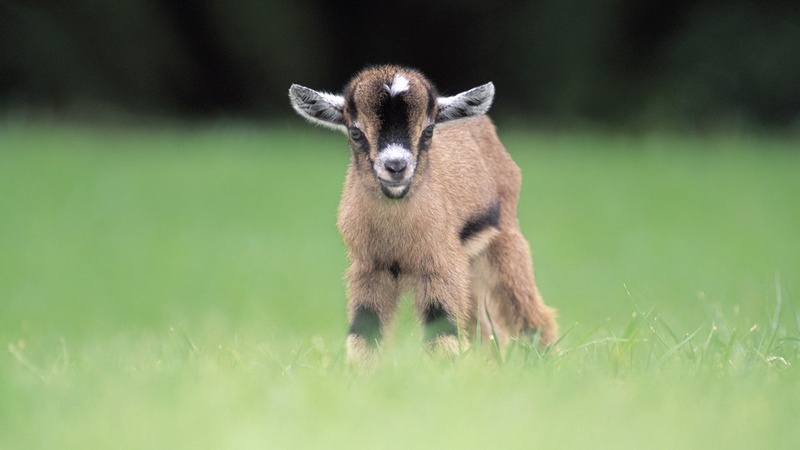 vertebrate, young animal, goats, selective focus, animals in the wild, animal wildlife, goat, one animal, field, photo, blurred, baby animals, grass, herbivorous