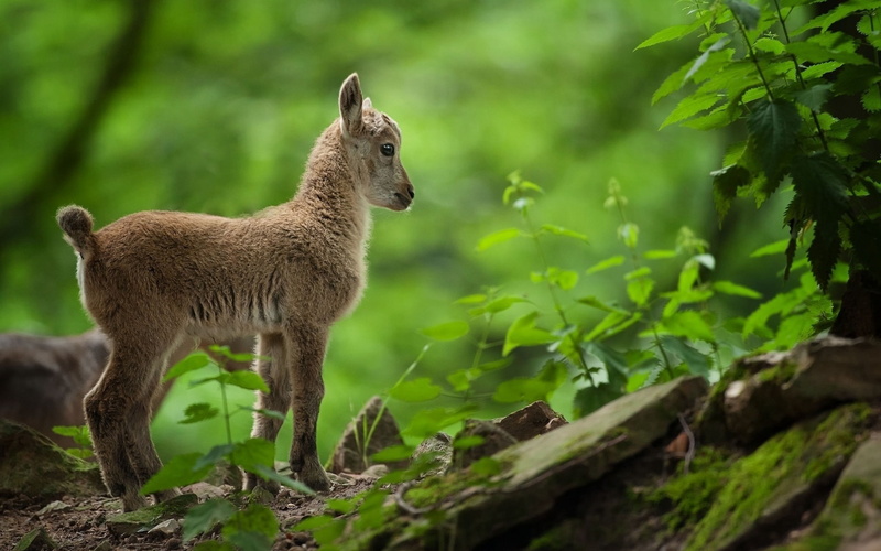 nature, cute, 1080P, grass, baby, baby goat, goat