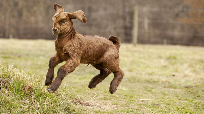 nature, focus on foreground, dog, young animal, grass, goat, land, brown, pets, field, plant, animal themes, animals, one animal, baby animals, canine