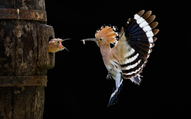 baby, feeding, bird, babies, animals, birds, nest, 1080P, nests