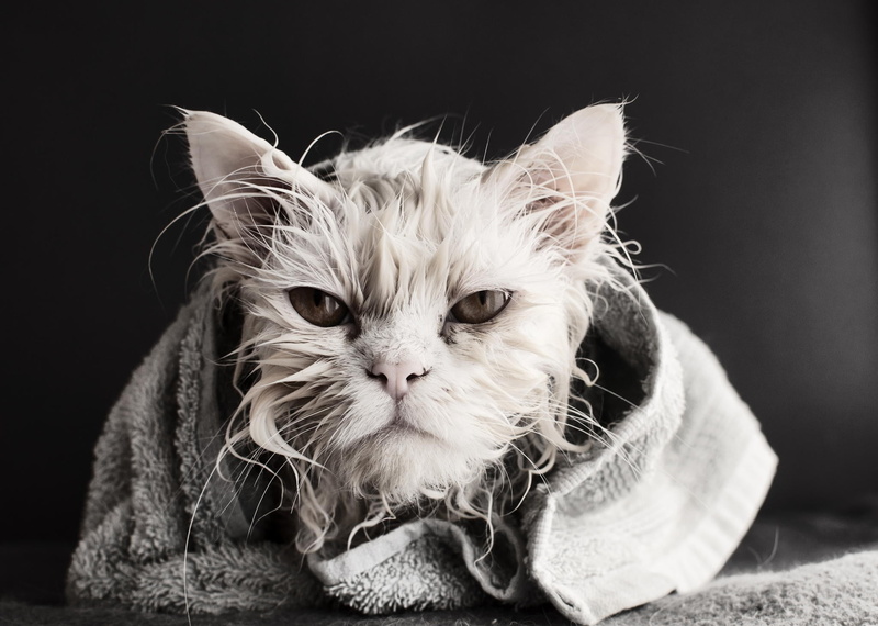 whisker, bath towel, domestic cat, looking at camera, 1080P, no people, one animal, focus on foreground, short, maine coon cat, close-up, cat, feline