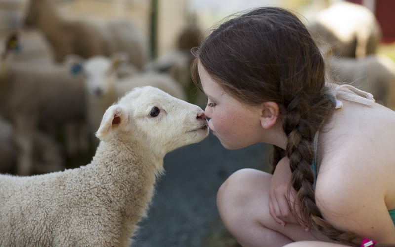 Cute, Sheep, 1080P, Girl, Little, Friendship